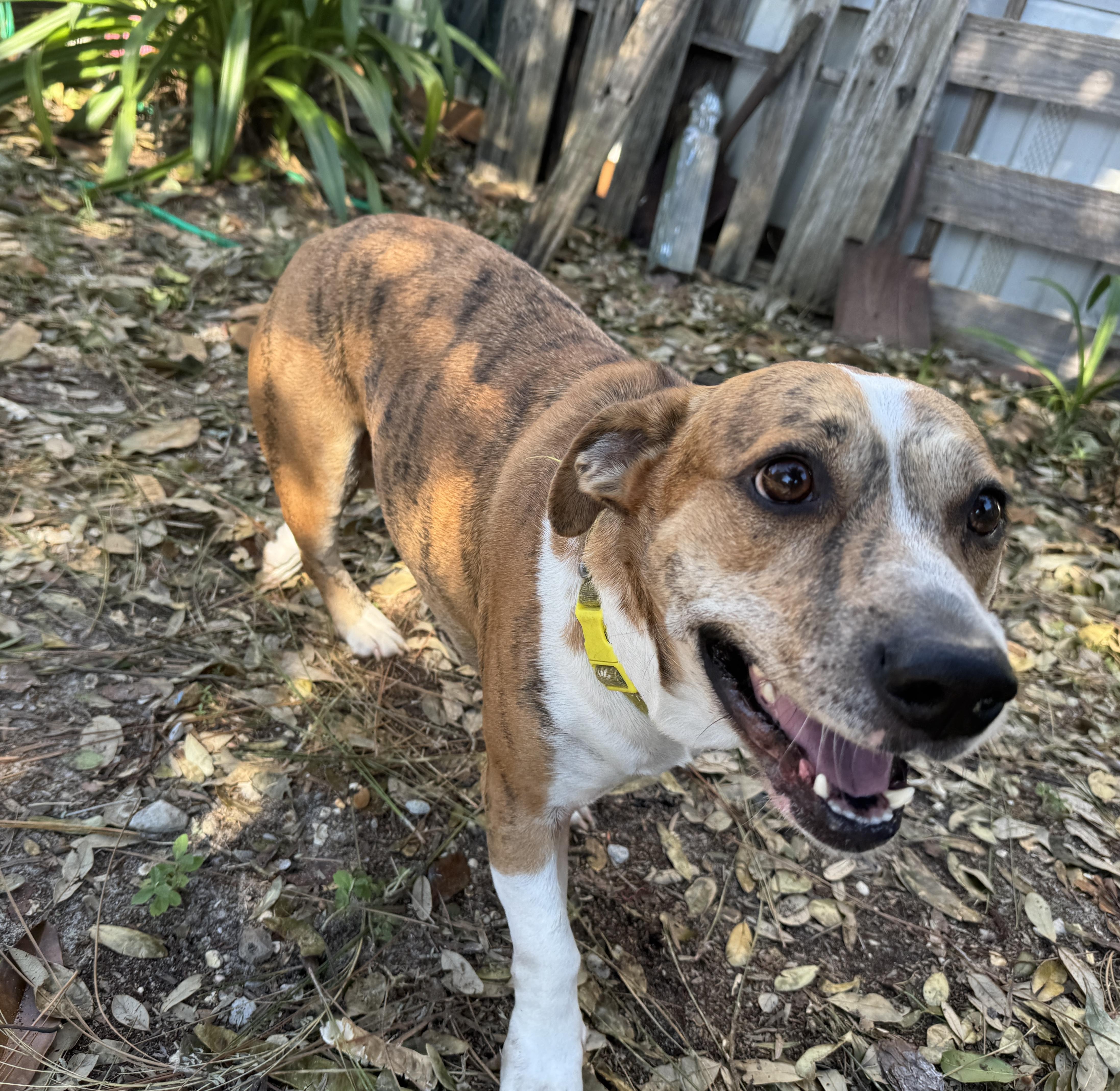Gracie, Adoptable, Adult Male Basset Hound & Jack Russell Terrier.