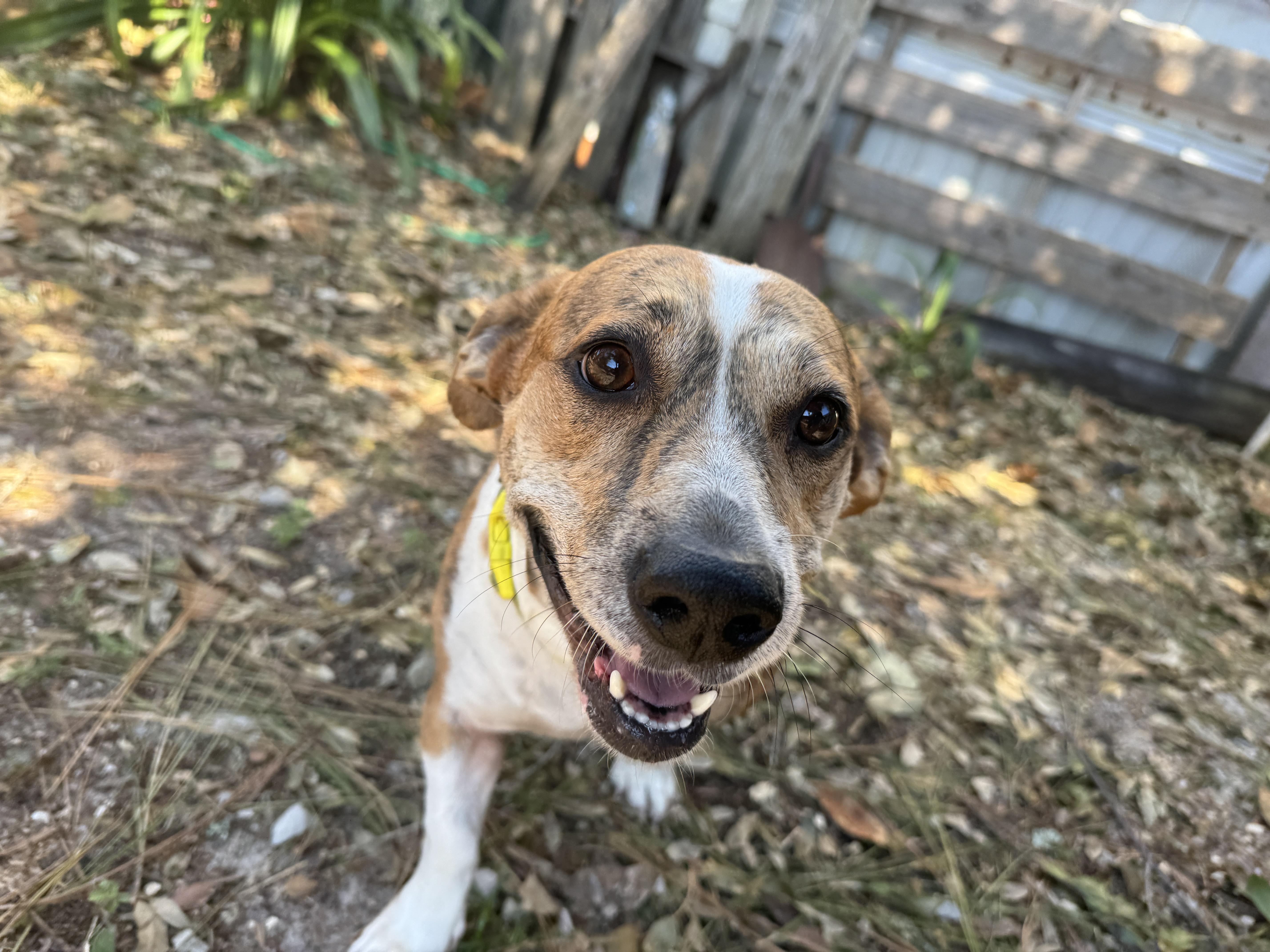 Enlarge Gracie, a Adoptable mixed breed in Navarre, FL image 4/5