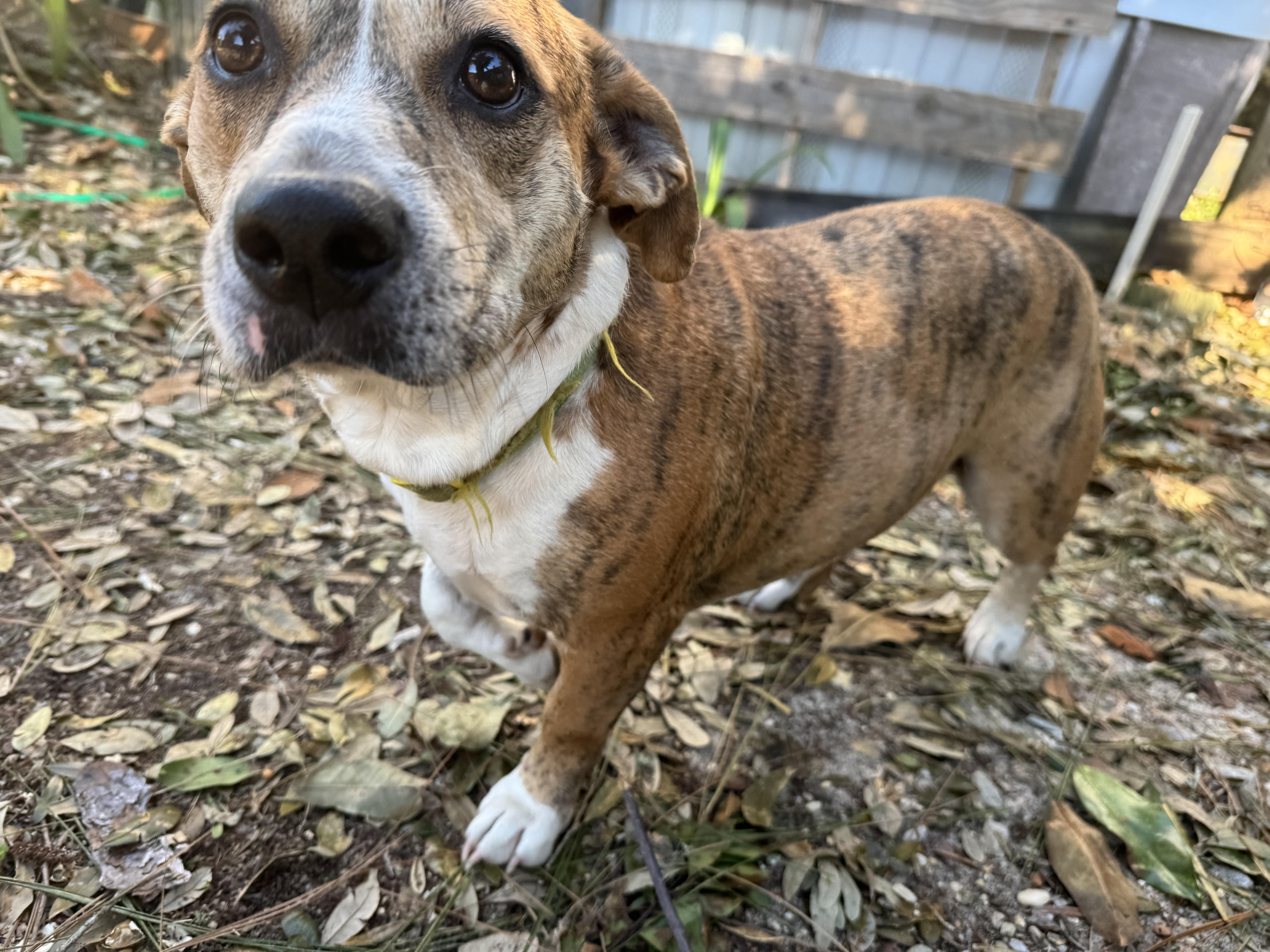 Enlarge Gracie, a Adoptable mixed breed in Navarre, FL image 2/5