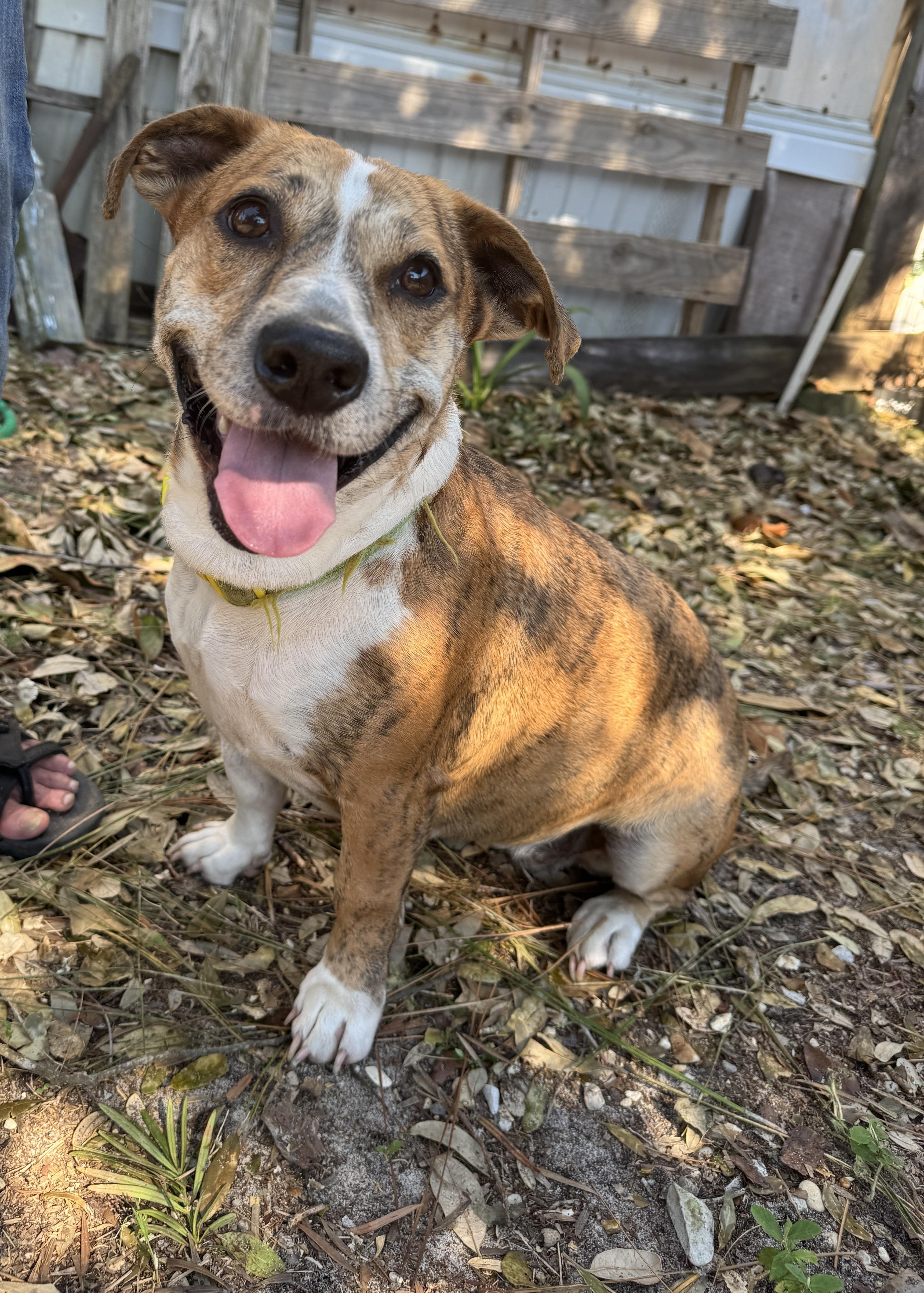 Enlarge Gracie, a Adoptable mixed breed in Navarre, FL image 3/5