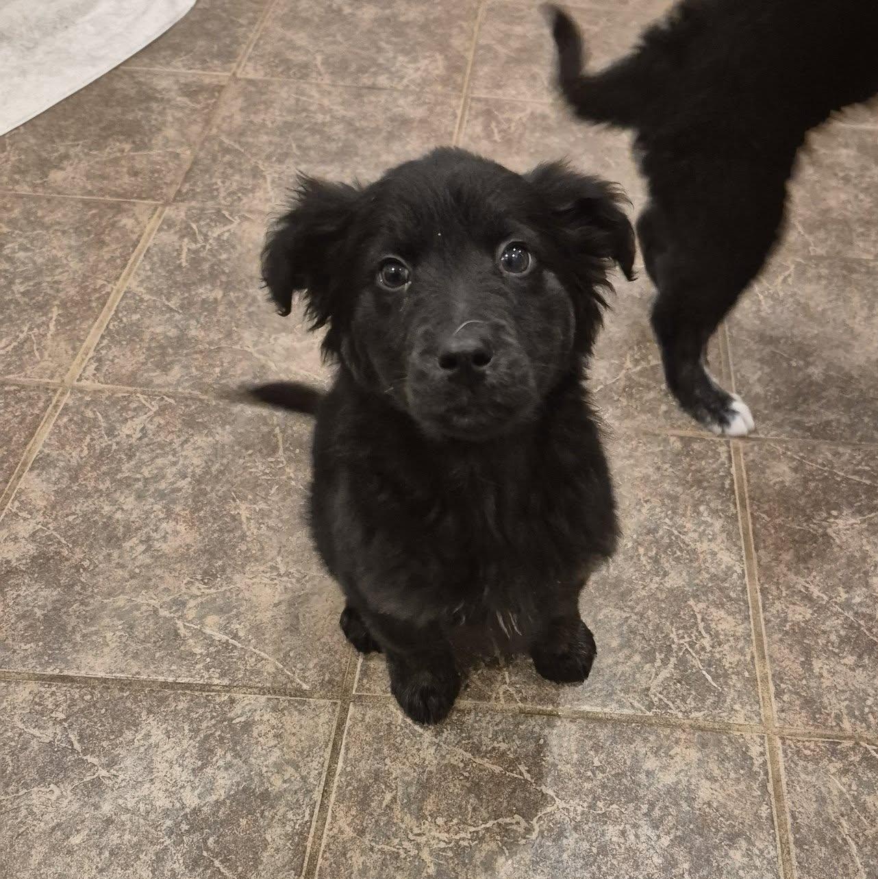 Enlarge Ebony , an adopted mixed breed in Woodstock, ON image 1/5