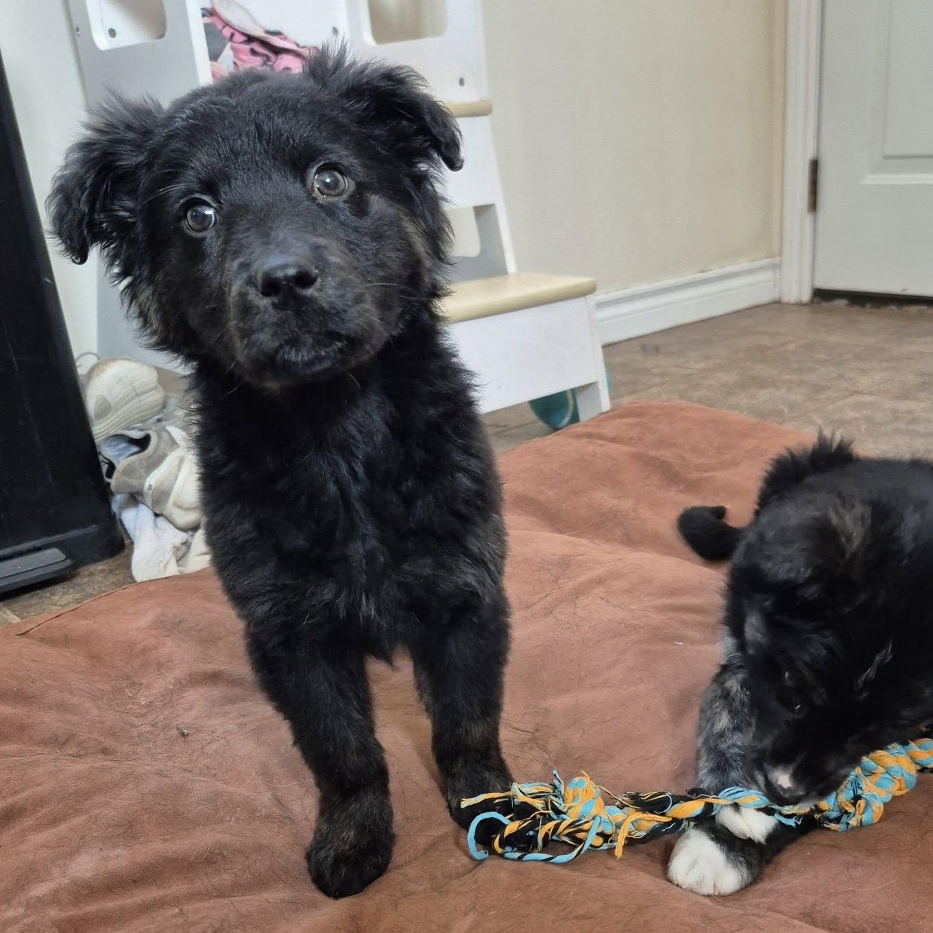 Enlarge Ebony , an adopted mixed breed in Woodstock, ON image 2/5