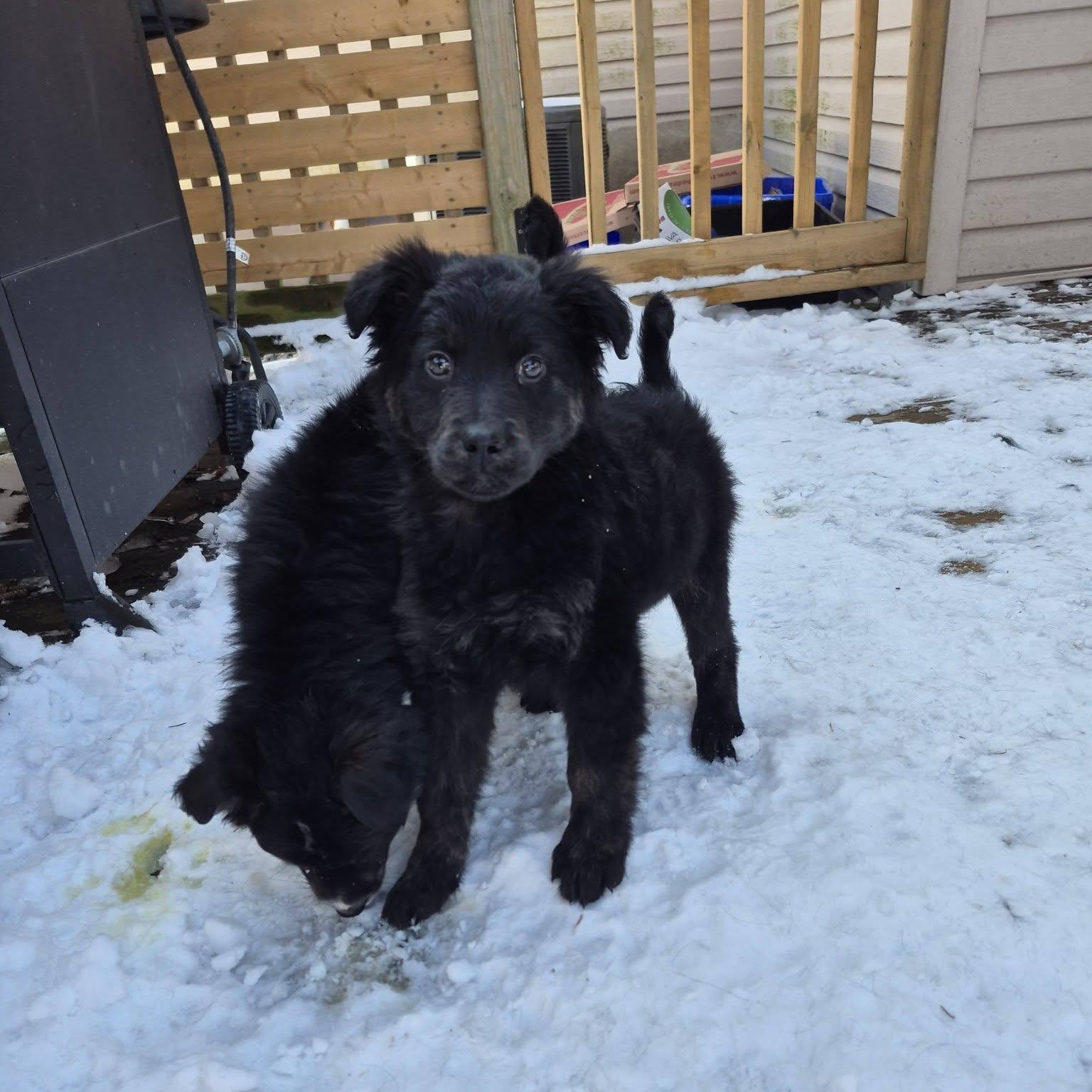 Enlarge Ebony , an adopted mixed breed in Woodstock, ON image 3/5