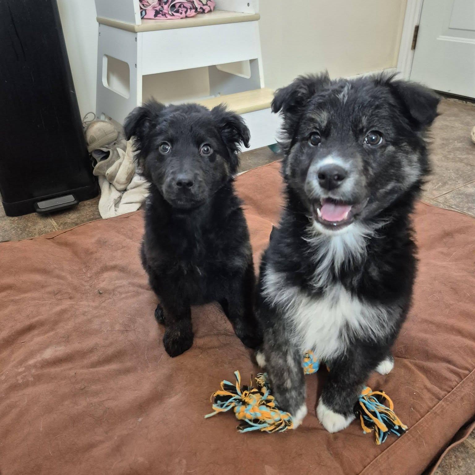 Enlarge Ebony , an adopted mixed breed in Woodstock, ON image 4/5