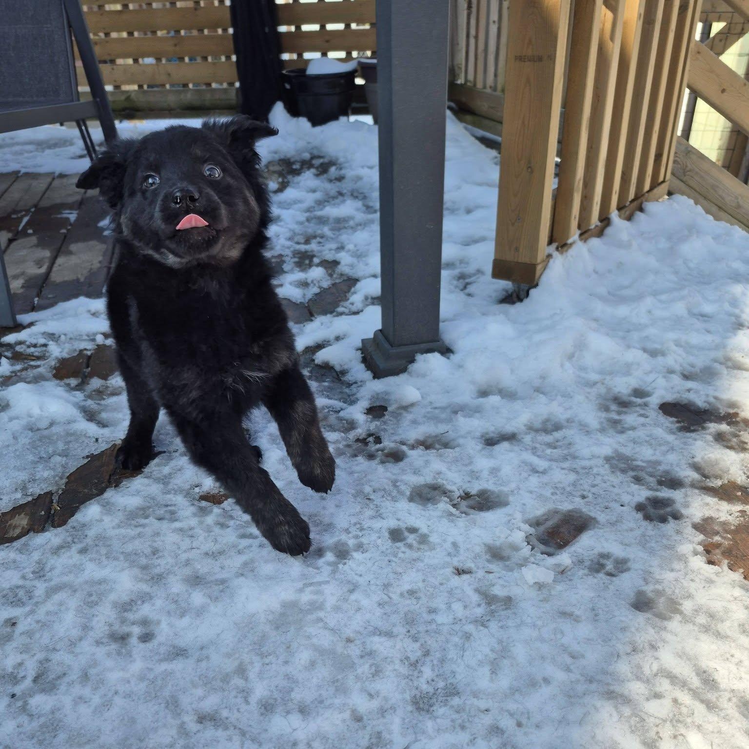 Enlarge Ebony , an adopted mixed breed in Woodstock, ON image 5/5