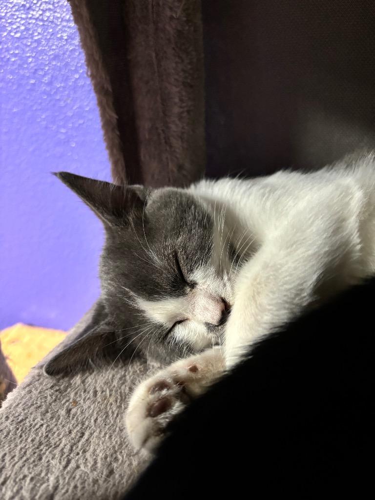 Primrose, Adopted, Young Female Domestic Short Hair.