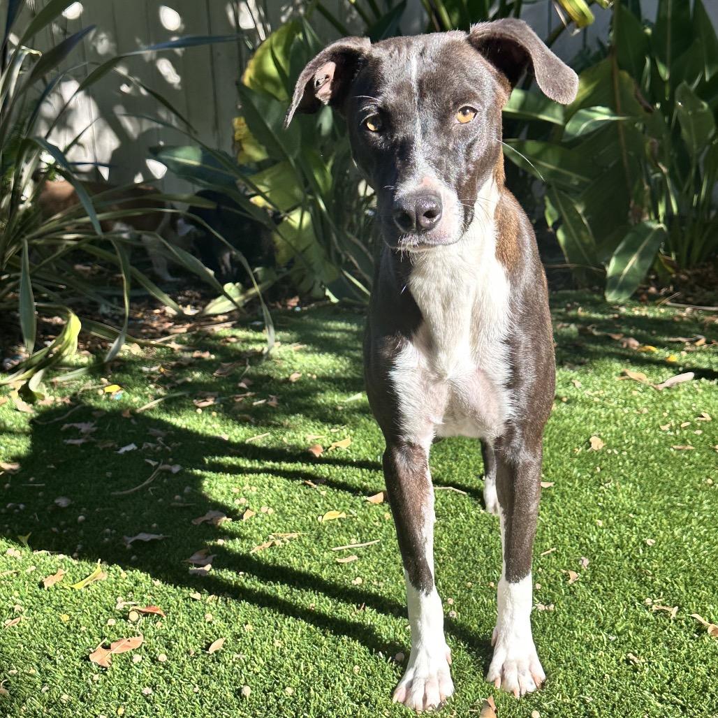 Gaia, a Adoptable mixed breed in San Diego, CA image 1/6