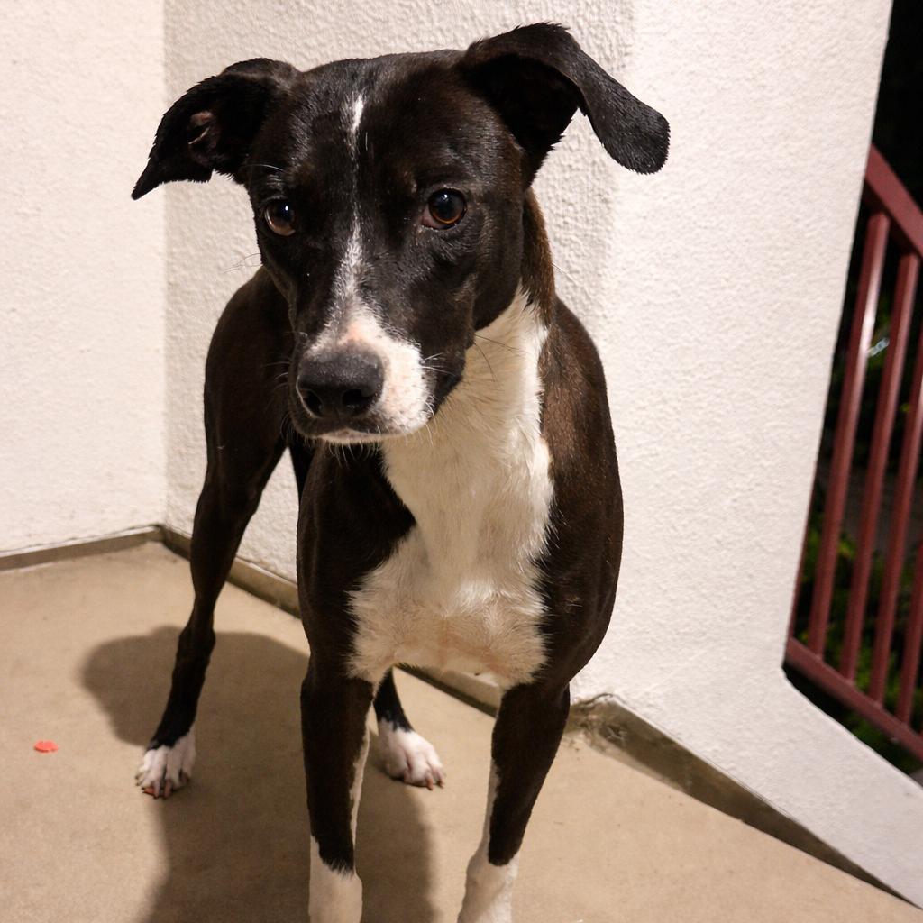 Gaia, a Adoptable mixed breed in San Diego, CA image 2/6