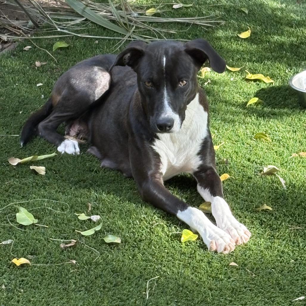 Gaia, a Adoptable mixed breed in San Diego, CA image 3/6