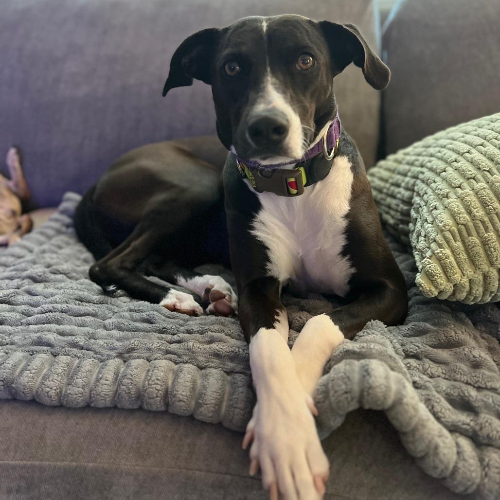 Enlarge Gaia, a Adoptable mixed breed in San Diego, CA image 2/6