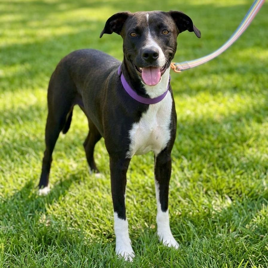 Gaia, a Adoptable mixed breed in San Diego, CA image 4/6