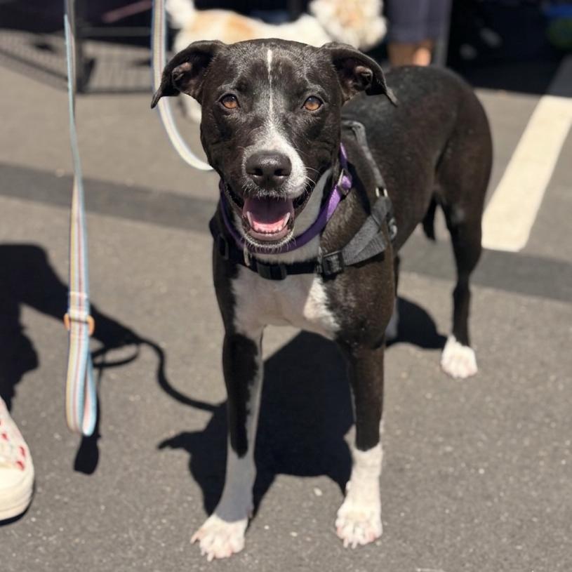 Gaia, a Adoptable mixed breed in San Diego, CA image 5/6