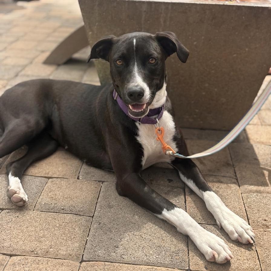 Gaia, a Adoptable mixed breed in San Diego, CA image 6/6