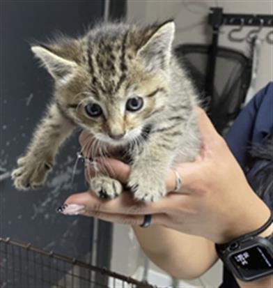 Enlarge TOPAZ- PENDING ADOPTION, a Adoptable Domestic Short Hair in Redlands, CA image 1/1