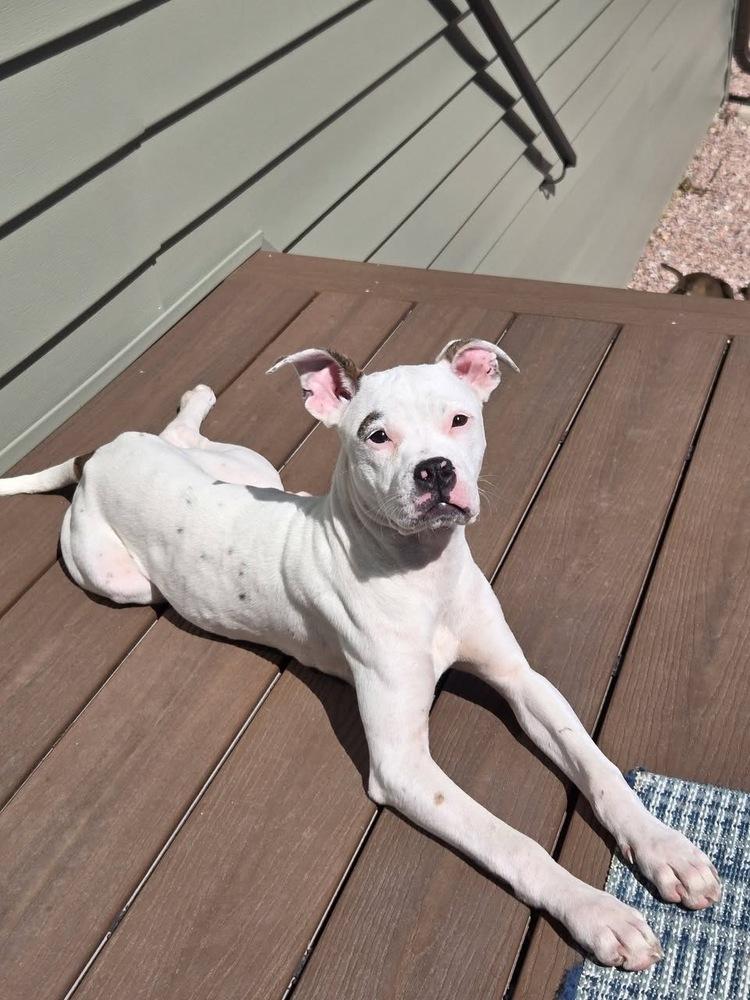 Joana, Adoptable, Puppy Female Boxer.