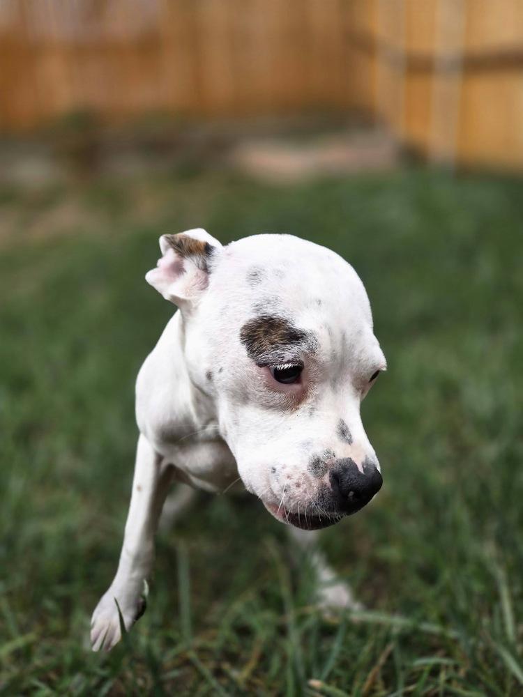 Enlarge Joana, a Adoptable mixed breed in Colorado Springs, CO image 2/5