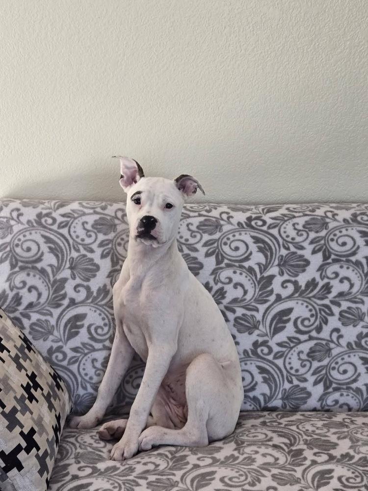 Enlarge Joana, a Adoptable mixed breed in Colorado Springs, CO image 3/5