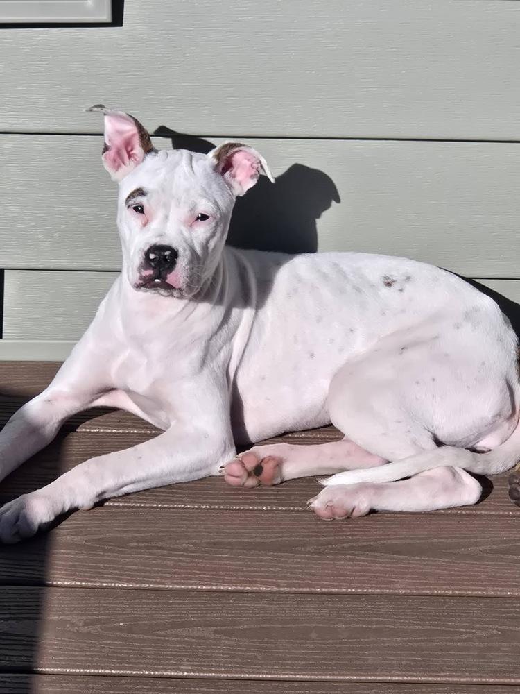 Enlarge Joana, a Adoptable mixed breed in Colorado Springs, CO image 4/5