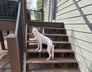 Enlarge Joana, a Adoptable mixed breed in Colorado Springs, CO image 5/5