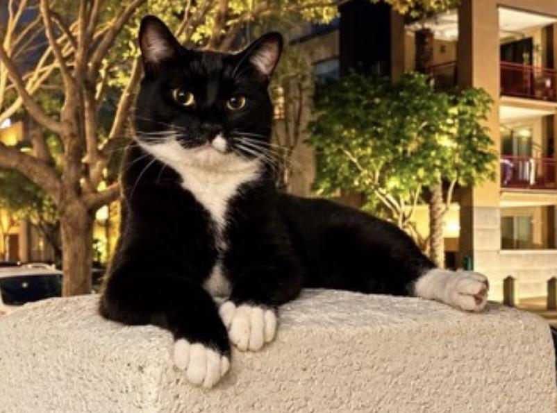 Enlarge Batman, a Adoptable Domestic Short Hair in Upland, CA image 1/5