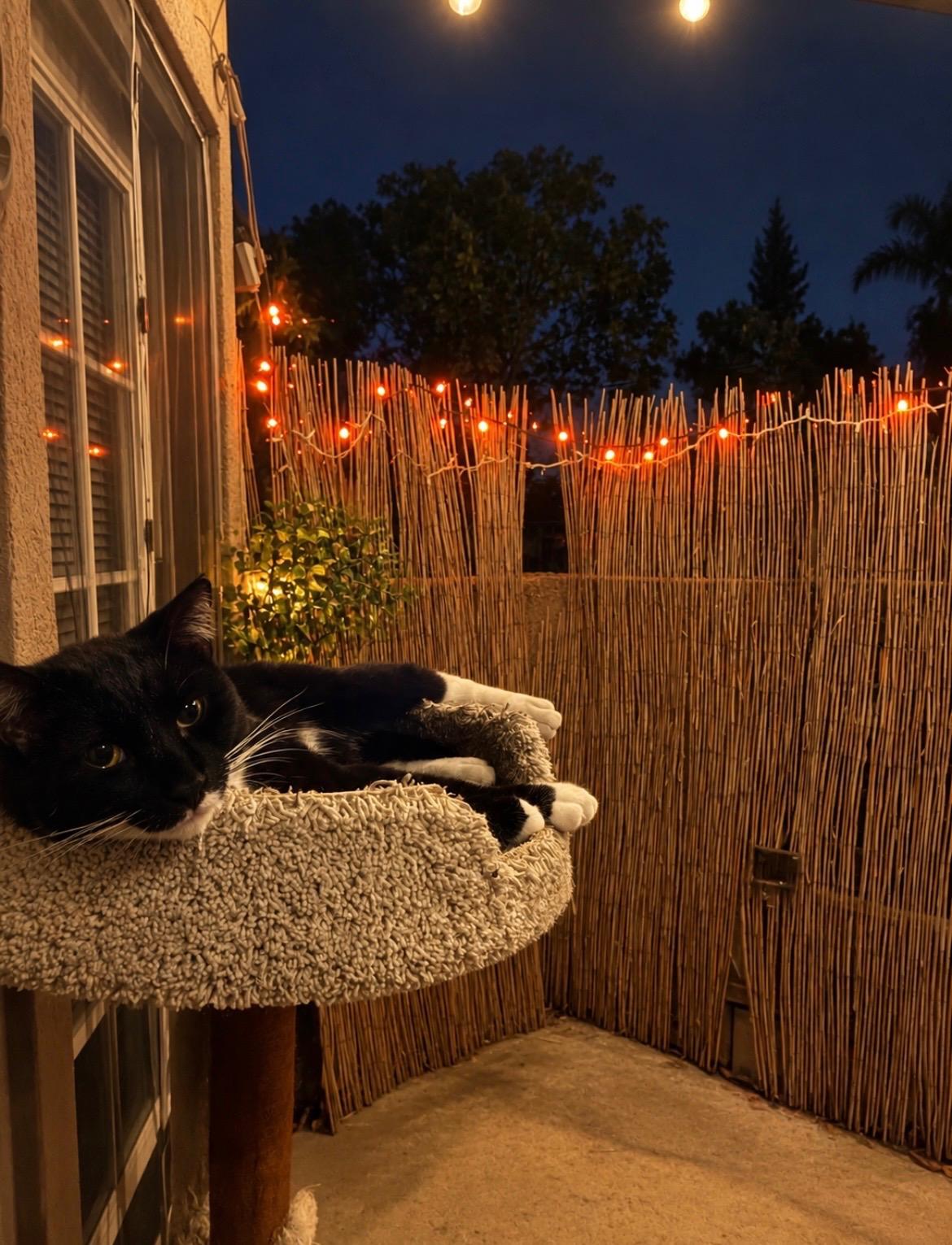 Enlarge Batman, a Adoptable Domestic Short Hair in Upland, CA image 2/5