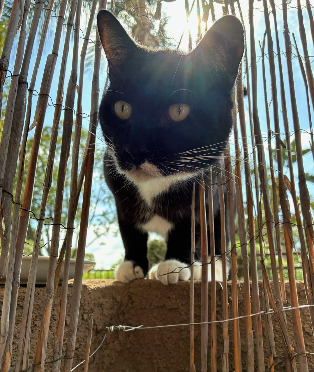 Enlarge Batman, a Adoptable Domestic Short Hair in Upland, CA image 3/5