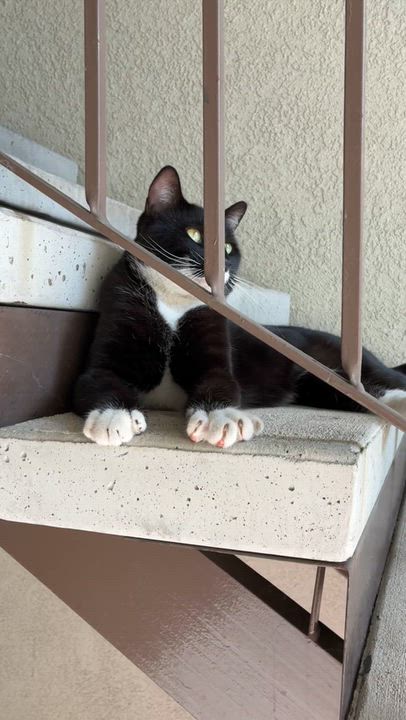 Enlarge Batman, a Adoptable Domestic Short Hair in Upland, CA video 4/5