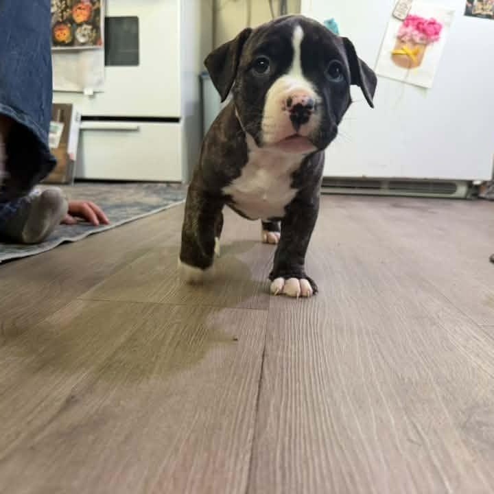 Enlarge Stitch, a Adoptable Terrier in Penfield, NY image 2/3