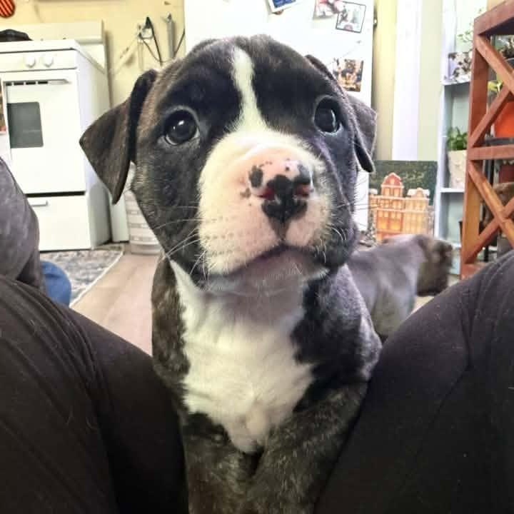 Enlarge Stitch, a Adoptable Terrier in Penfield, NY image 3/3