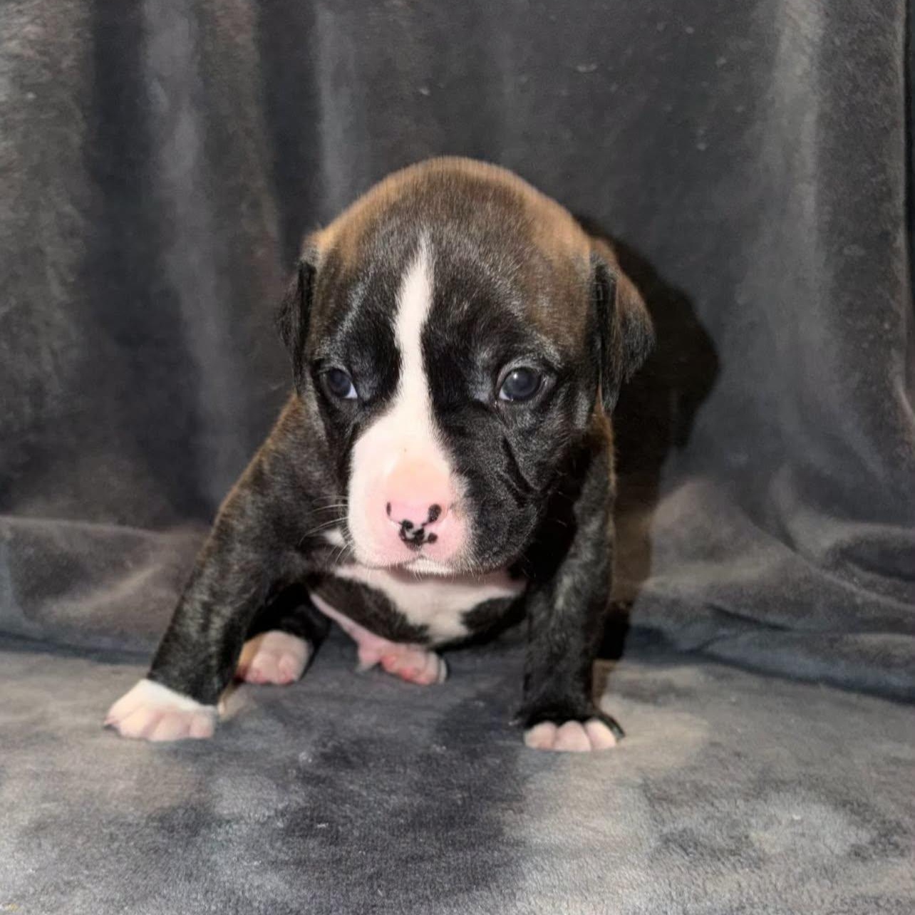 Stitch, Adoptable, Puppy Male Terrier.