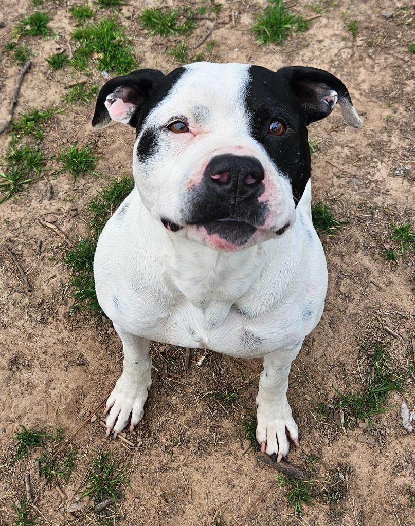 Bread, Adoptable, Young Male Pointer & Mixed Breed.