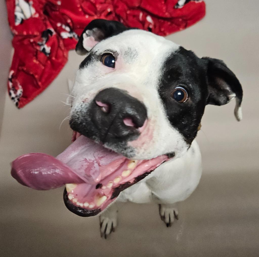 Bread, Adoptable, Young Male Pointer & Mixed Breed.