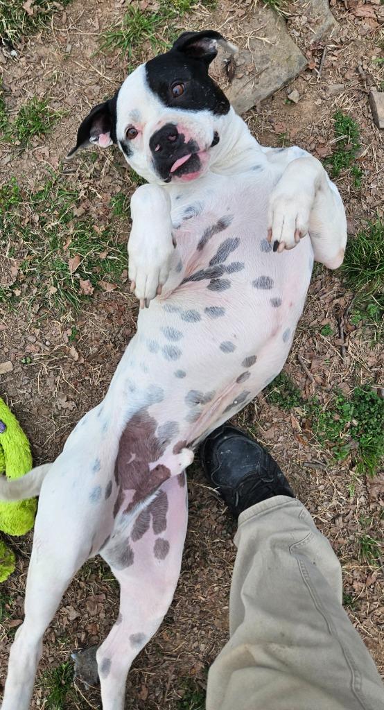 Enlarge Bread, a Adoptable mixed breed in Sherwood, AR image 3/4