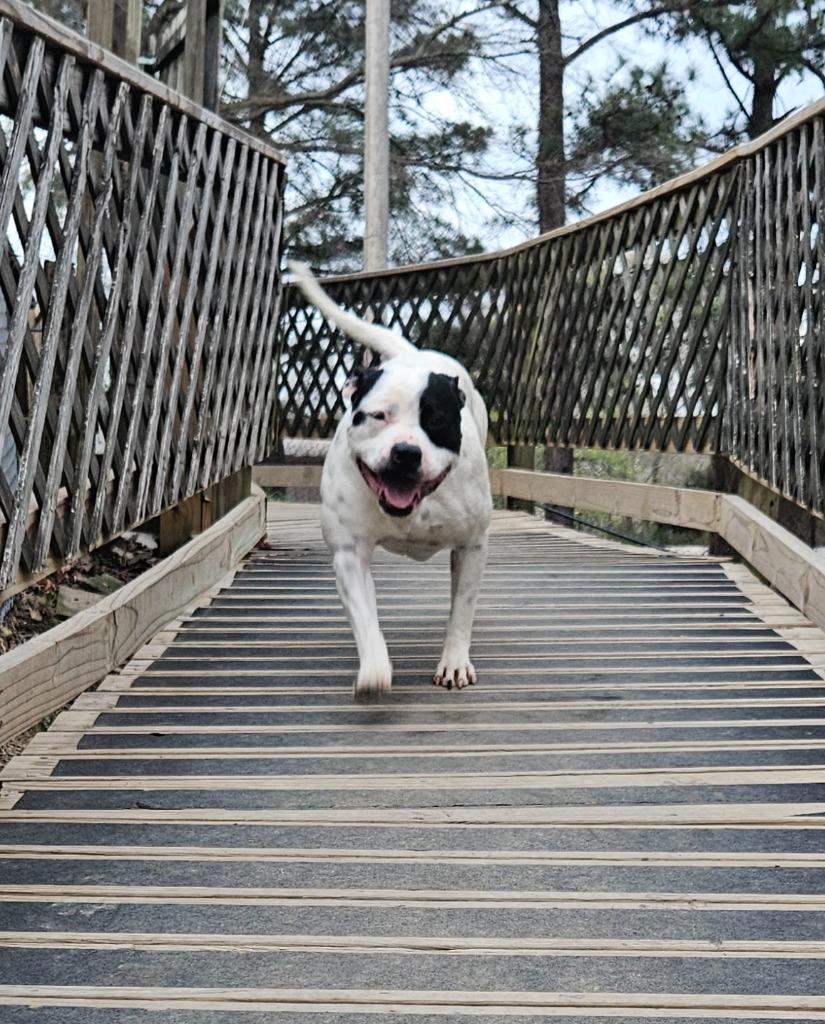 Enlarge Bread, a Adoptable mixed breed in Sherwood, AR image 4/4