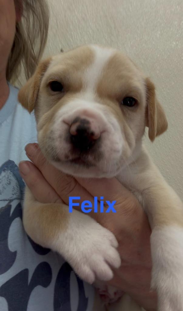 Enlarge Felix, a Adoptable mixed breed in Centralia, IL image 1/3