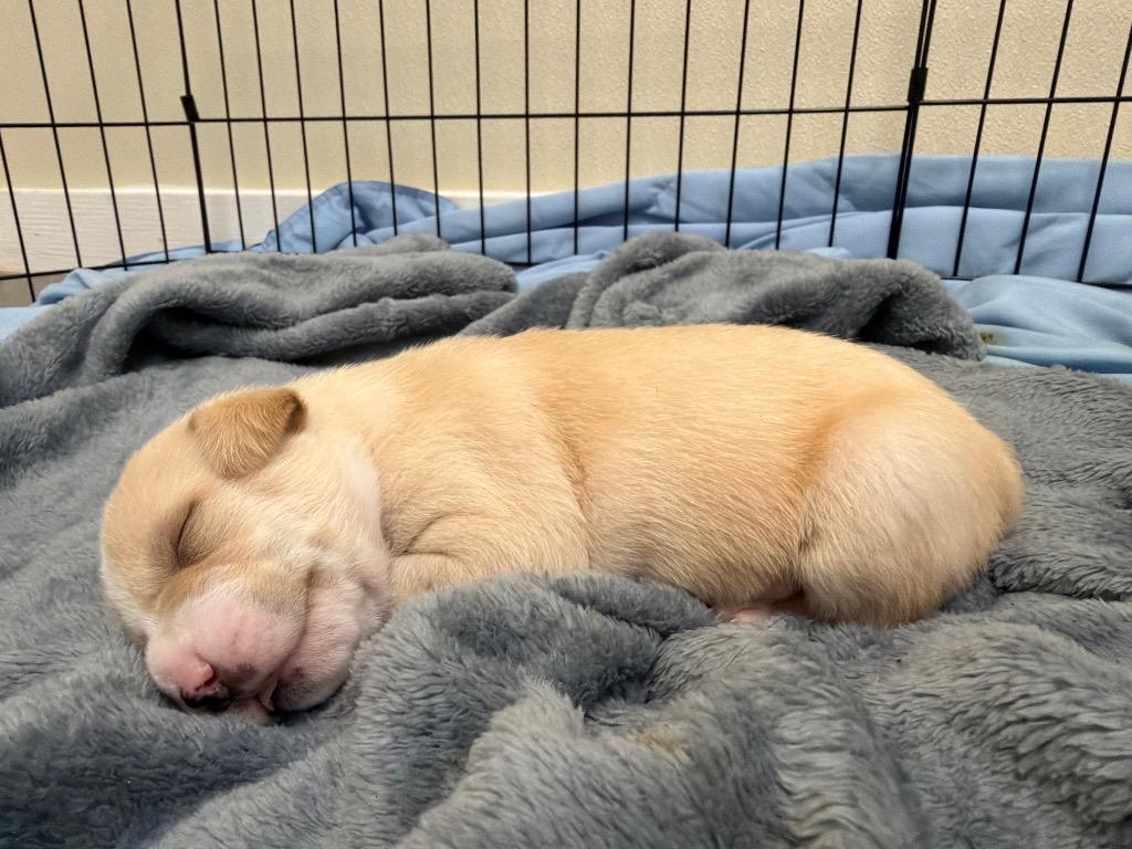 Enlarge Felix, a Adoptable mixed breed in Centralia, IL image 2/3