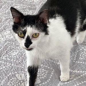 Angel, Adoptable, Young Female Domestic Short Hair.