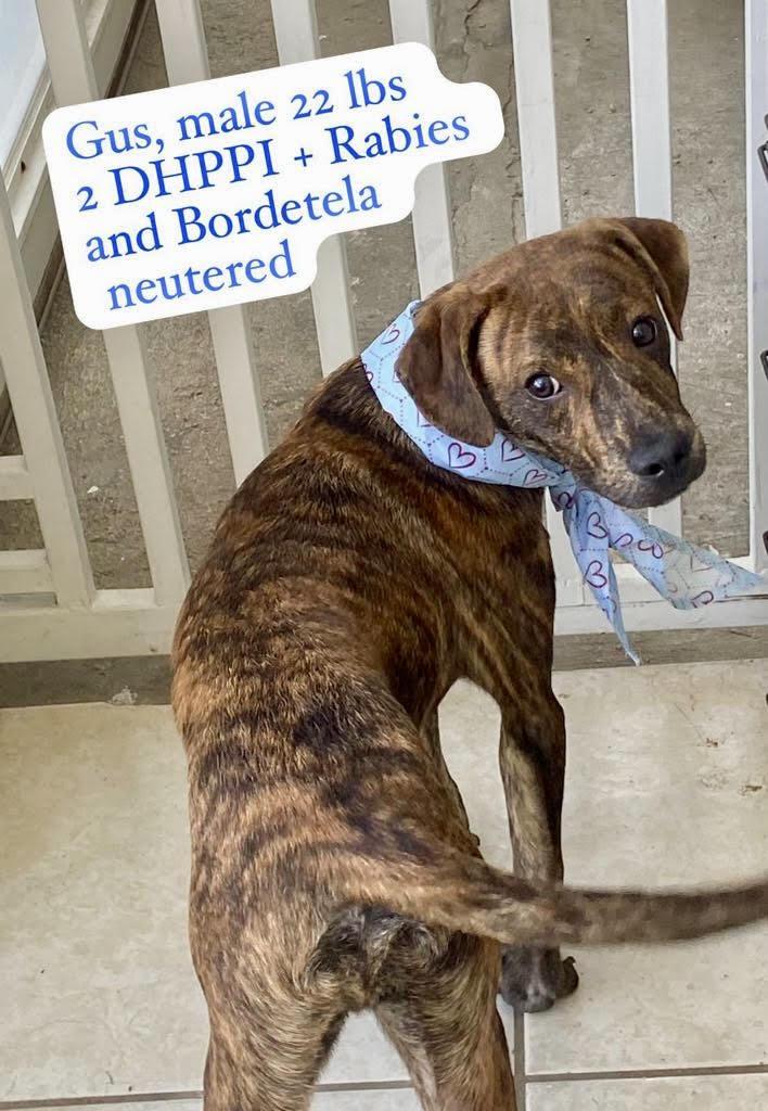 Gus, Adoptable, Young Male Mountain Cur.