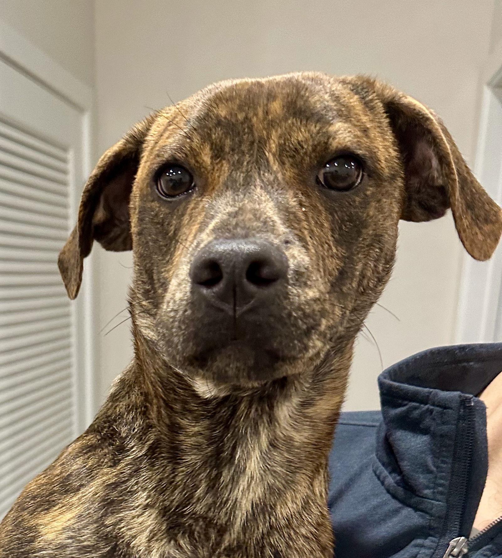 Gus, Adoptable, Young Male Mountain Cur.