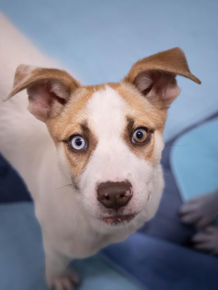 Jenna - 26038, Adoptable, Puppy Female Australian Shepherd.