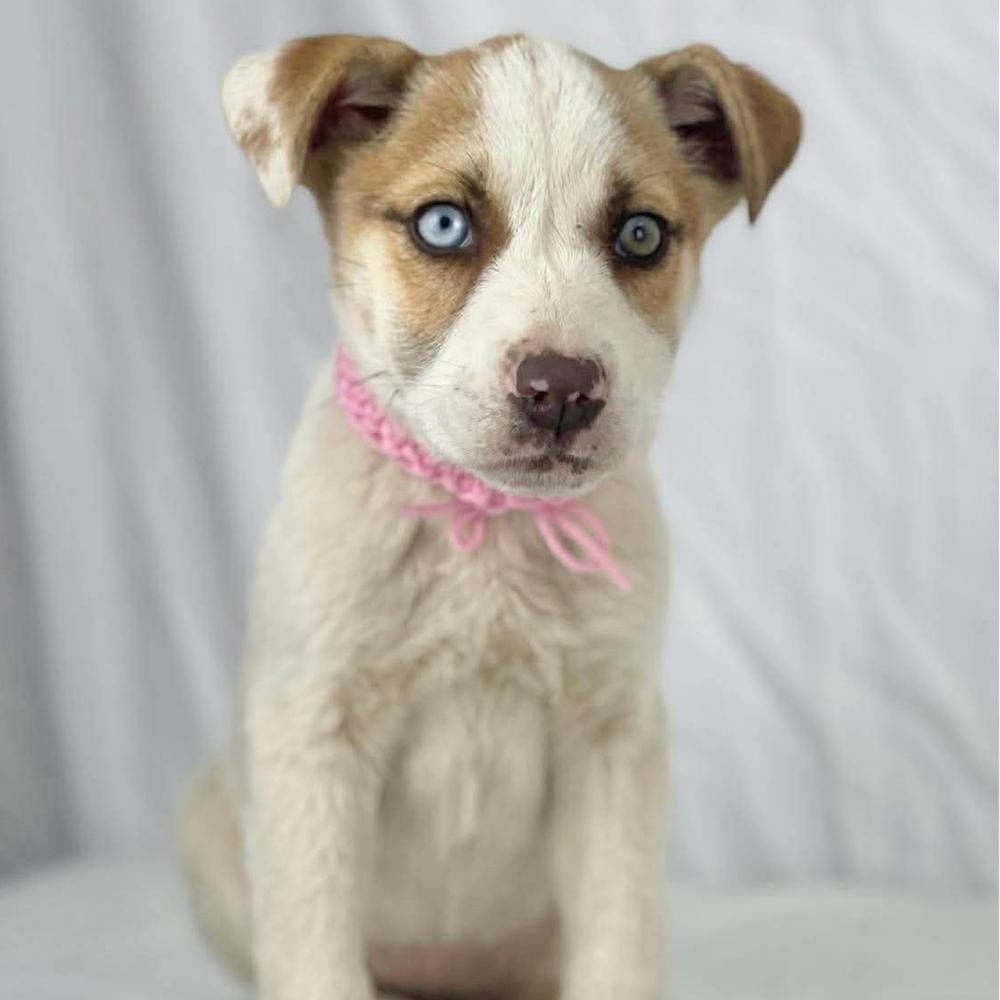 Enlarge Jenna - 26038, a Adoptable mixed breed in Armonk, NY image 2/3