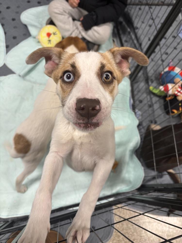 Enlarge Jenna - 26038, a Adoptable mixed breed in Armonk, NY image 3/3