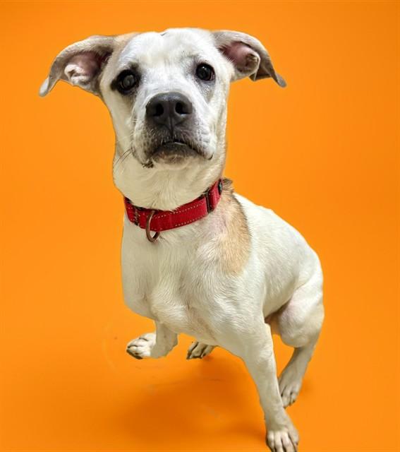 FLETCHER, Adoptable, Young Male Boxer & Pointer.