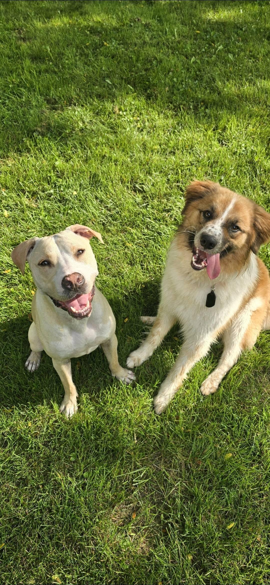 Watson, a Adoptable mixed breed in Troy, MI image 1/6
