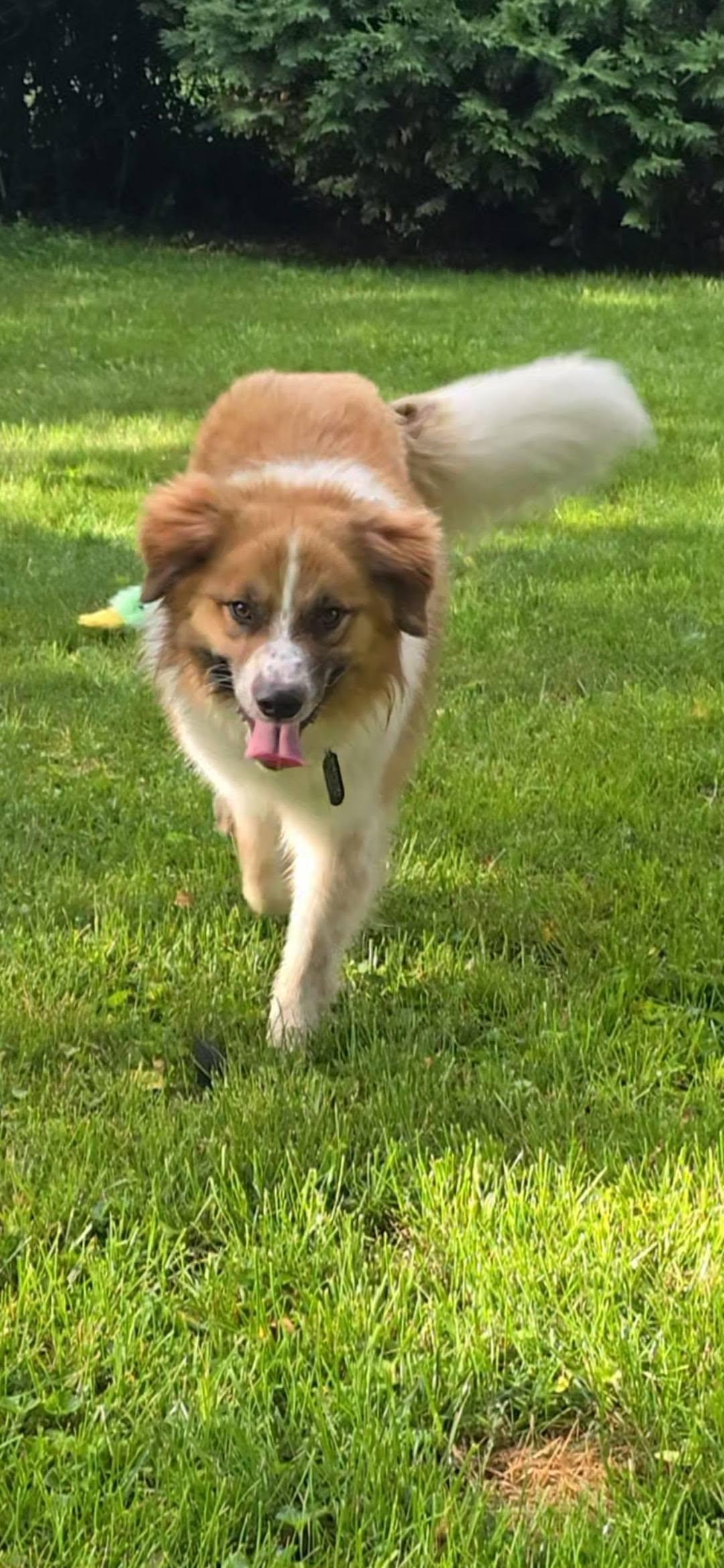 Watson, a Adoptable mixed breed in Troy, MI image 2/6