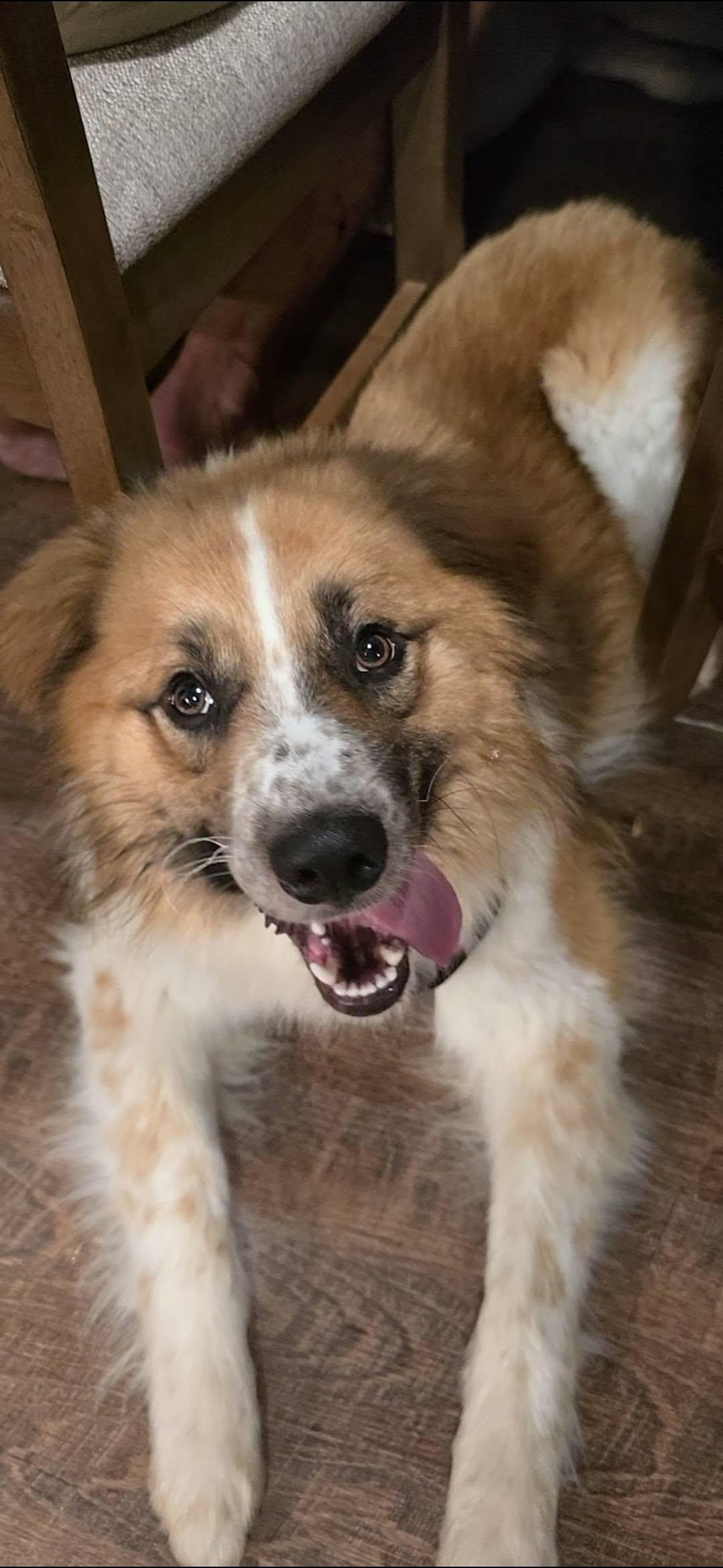 Watson, a Adoptable mixed breed in Troy, MI image 3/6