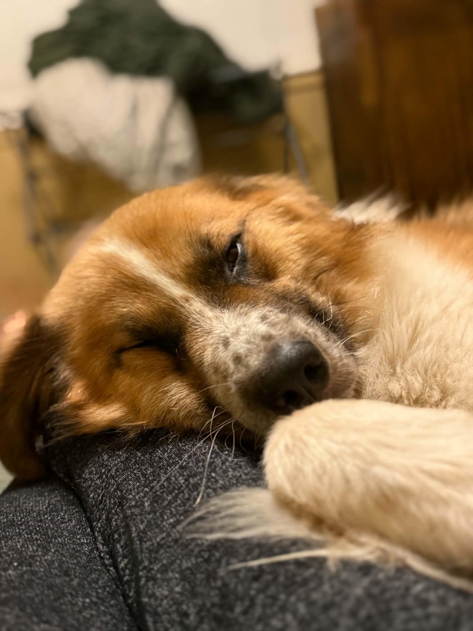 Watson, a Adoptable mixed breed in Troy, MI image 5/6
