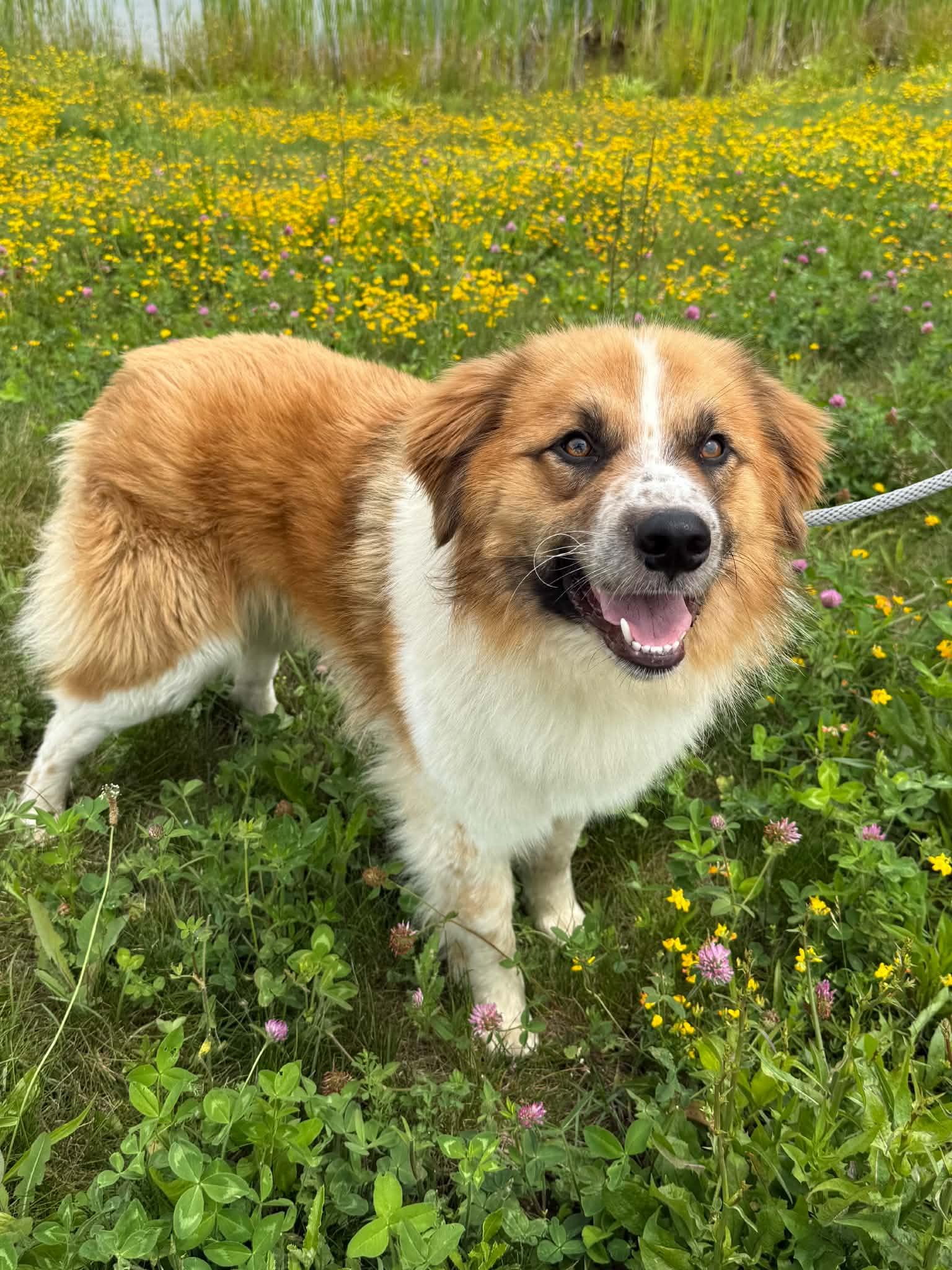 Watson, Adoptable, Young Male Great Pyrenees & Australian Shepherd.