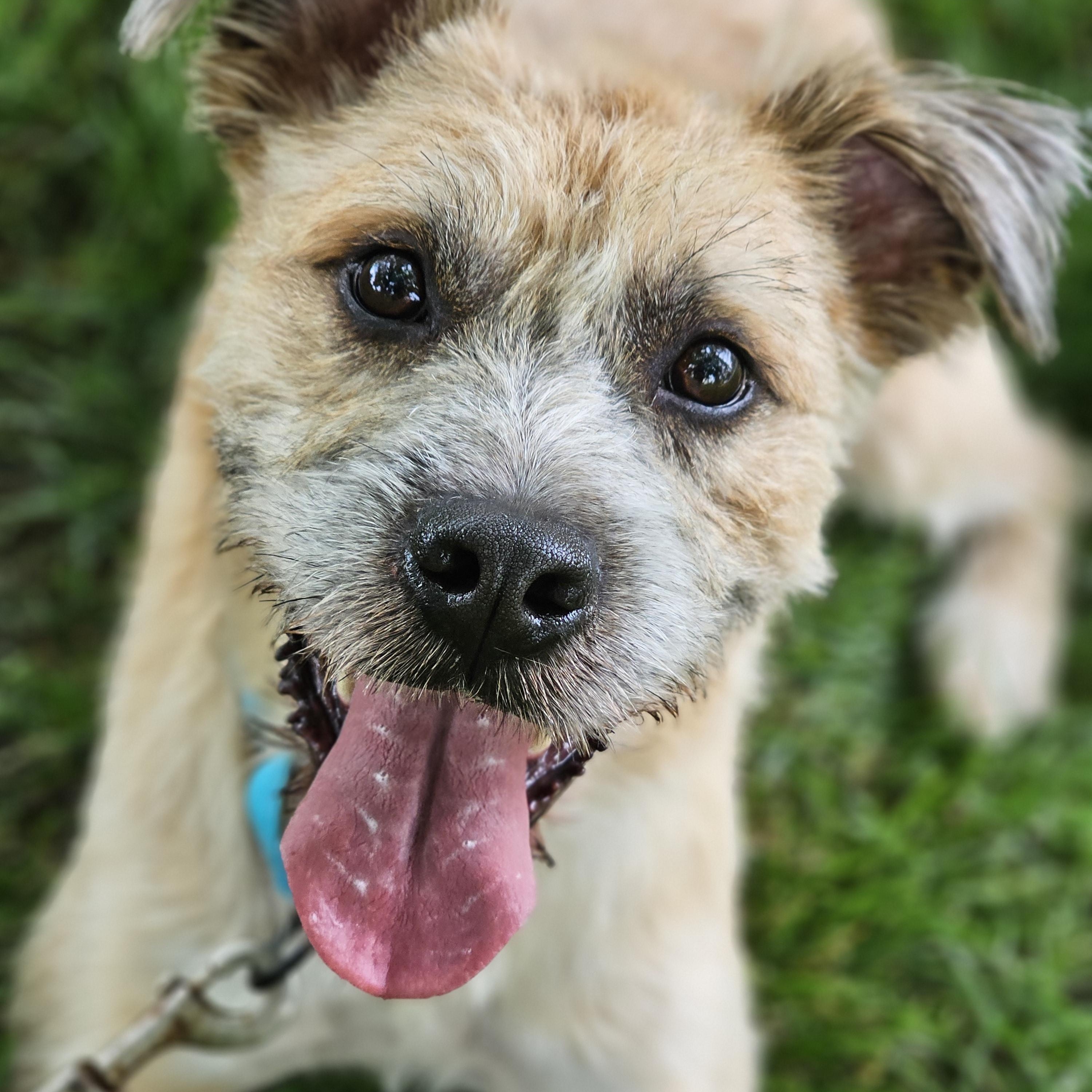 Enlarge Reggie Springfield, a Adoptable mixed breed in Springfield , IL image 6/6