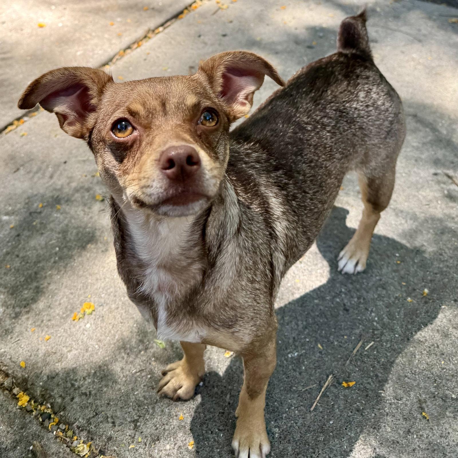 Enlarge Teeny, a Adopted Miniature Pinscher in Oakland, CA image 1/3